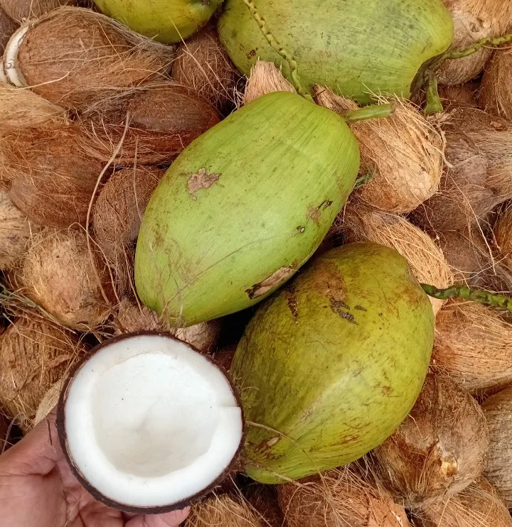 Kelapa Tua Hibrida
